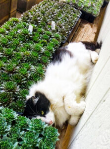 Cat resting next to flat of Succulents at New Castle Gardens
