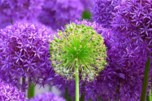 Allium Flowers - New Castle Gardens