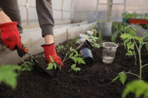 Person planting tomatoes in a greenhouse