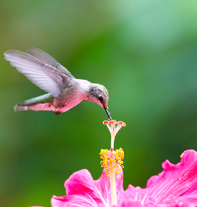 Humming Bird