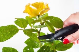 Trimming a rose