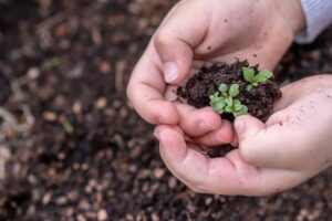 Seedlings and soil in a child's hands