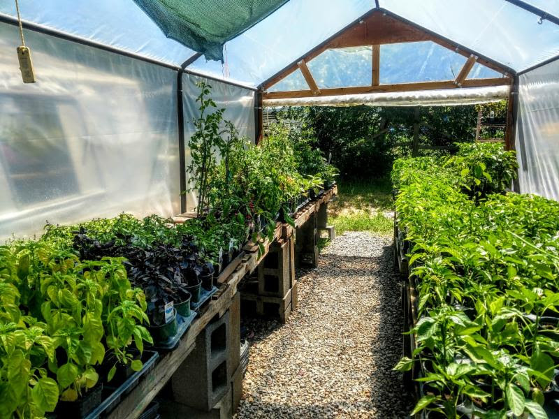 Greenhouse with vegetables at New Castle Gardens